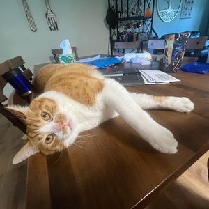 Meet your Posher, Chloe